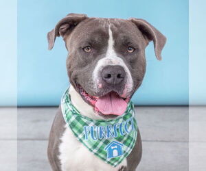 American Pit Bull Terrier Dogs for adoption in Pasadena, CA, USA