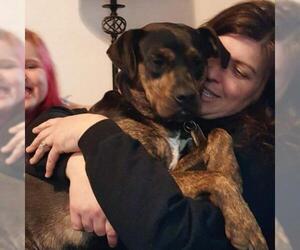 Boxweiler Dogs for adoption in aurora, IL, USA