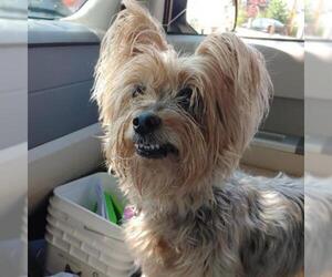 Silky Terrier-Unknown Mix Dogs for adoption in Colorado Springs, CO, USA