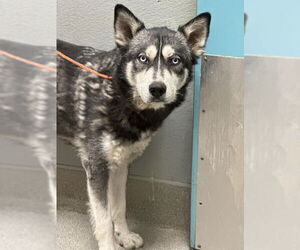 Siberian Husky-Unknown Mix Dogs for adoption in Las Vegas, NV, USA