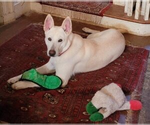 Unknown-white german shepherd Mix Dogs for adoption in Winston Salem, NC, USA