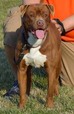 Bullboxer Pit Dogs for adoption in Dublin, VA, USA