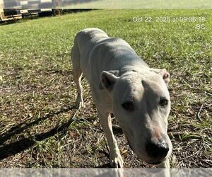 Mutt Dogs for adoption in Ocala, FL, USA