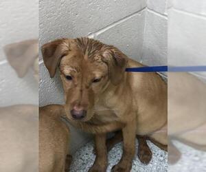 Labrador Retriever Dogs for adoption in Conroe, TX, USA