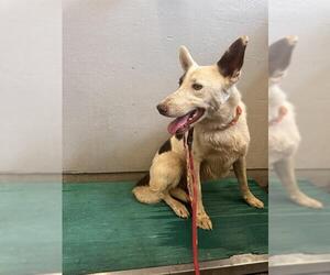 Border-Aussie Dogs for adoption in Camarillo, CA, USA