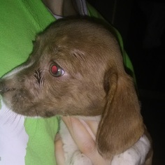 Boglen Terrier Dogs for adoption in Commerce, GA, USA