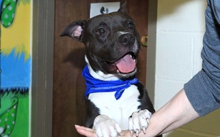 American Pit Bull Terrier Dogs for adoption in Birdsboro, PA, USA