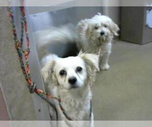 Chion Dogs for adoption in Sacramento, CA, USA