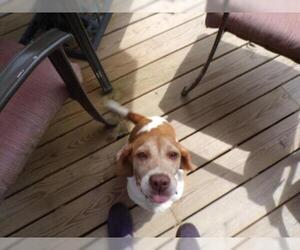 Beagle Dogs for adoption in Fultonham, NY, USA
