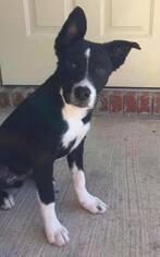 Border Collie-Rat Terrier Mix Dogs for adoption in Tuscaloosa, AL, USA