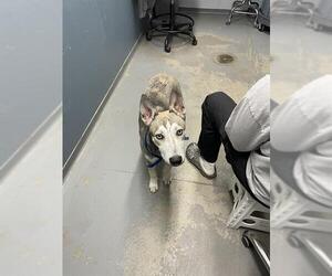 Huskies -Unknown Mix Dogs for adoption in Tallahassee, FL, USA