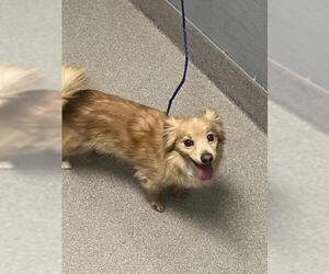 Chihuahua-Unknown Mix Dogs for adoption in Las Vegas, NV, USA