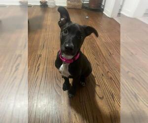 Labrador Retriever-Whippet Mix Dogs for adoption in Newnan, GA, USA