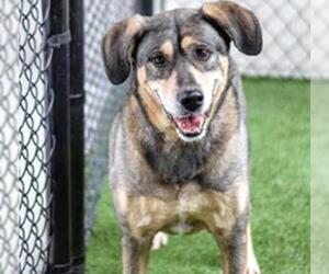 Shepradors Dogs for adoption in Houston, TX, USA