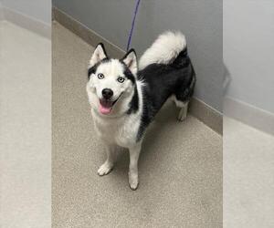 Siberian Husky-Unknown Mix Dogs for adoption in Las Vegas, NV, USA