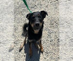 German Shepherd Dog Dogs for adoption in Woodland, CA, USA