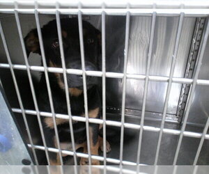 Rottweiler-Unknown Mix Dogs for adoption in Oklahoma City, OK, USA