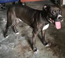 Bullboxer Pit Dogs for adoption in Tampa, FL, USA