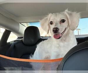 Wapoo Dogs for adoption in Las Vegas, NV, USA