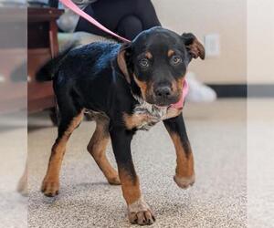 Rottweiler-Unknown Mix Dogs for adoption in Georgetown, TX, USA