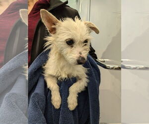 Norfolk Terrier-Unknown Mix Dogs for adoption in Chico, CA, USA