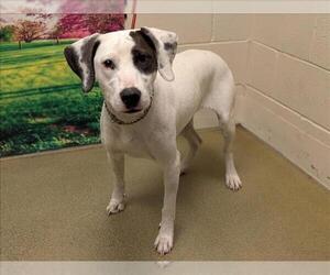 Pointer-Unknown Mix Dogs for adoption in Moreno Valley, CA, USA