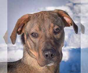 German Shepherd Dog-Vizsla Mix Dogs for adoption in Huntley, IL, USA