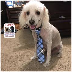 Poodle (Miniature) Dogs for adoption in Killeen, TX, USA
