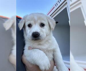 Siberian Husky-Unknown Mix Dogs for adoption in Houston, TX, USA