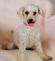 Medium Photo #1 Poodle (Toy) Puppy For Sale in Bon Carbo, CO, USA