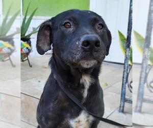 Labrador Retriever-Unknown Mix Dogs for adoption in San Antonio, TX, USA