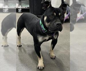 Mutt Dogs for adoption in Forestville, MD, USA