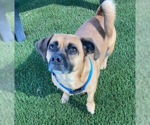 Puggle Dogs for adoption in Little Elm, TX, USA