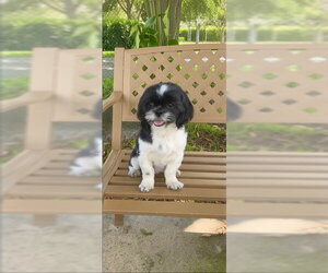 Medium Photo #1 Shih Tzu Puppy For Sale in Weston, FL, USA