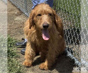 Golden Retriever-Unknown Mix Dogs for adoption in Washington, DC, USA