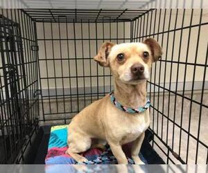 Chiweenie Dogs for adoption in Santa Maria, CA, USA