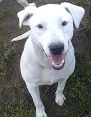 American Bulldog-Unknown Mix Dogs for adoption in Pembroke, GA, USA