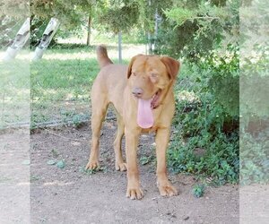 Chesador Dogs for adoption in Stover, MO, USA