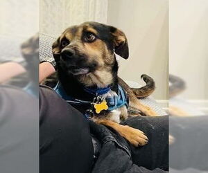 Beagle-Unknown Mix Dogs for adoption in Mundelein, IL, USA