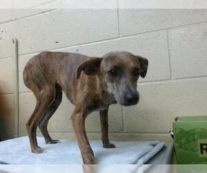 Unknown-Whippet Mix Dogs for adoption in Downey, CA, USA