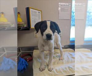 American Pit Bull Terrier-Anatolian Shepherd Mix Dogs for adoption in Sacramento, CA, USA