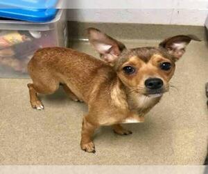 Chiweenie Dogs for adoption in Easton, MD, USA