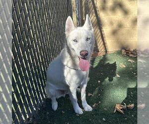 Siberian Husky Dogs for adoption in Chula Vista, CA, USA
