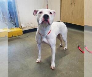 American Pit Bull Terrier-Unknown Mix Dogs for adoption in Camarillo, CA, USA