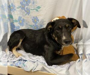 German Shepherd Dog-Unknown Mix Dogs for adoption in Modesto, CA, USA