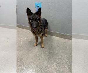German Shepherd Dog-Unknown Mix Dogs for adoption in Las Vegas, NV, USA