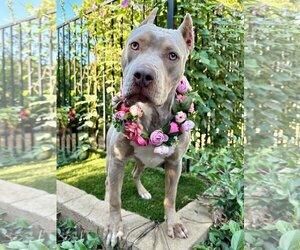 American Pit Bull Terrier-Doberman Pinscher Mix Dogs for adoption in Redlands, CA, USA