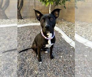 American Pit Bull Terrier-Labrador Retriever Mix Dogs for adoption in Las Vegas, NV, USA