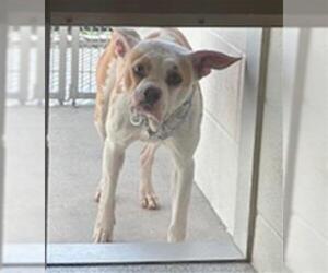 Mutt Dogs for adoption in Houston, TX, USA