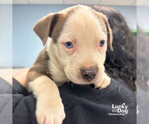 Mutt Dogs for adoption in Washington, DC, USA